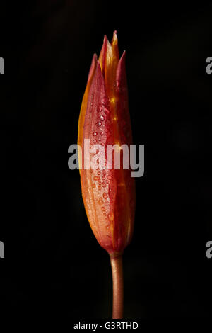 Wilde Tulpe Tulipa Sylvestris. Stockfoto