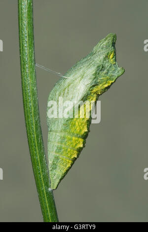 Pupa Frühphase des östlichen Nordamerika E schwarz Schwalbenschwanz Schmetterling (Papilio Polyxenes) Stockfoto