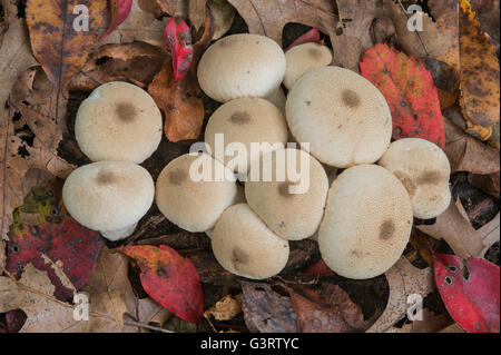 Gemeinsamen Puffball Pilze Lycoperdon Perlatum Herbst, Michigan USA Stockfoto