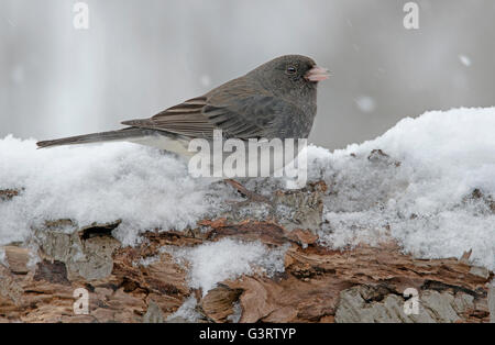 Schiefer-farbigen oder dunklen Augen Junco Hyemalis, schneit, Winter, im Osten der USA Stockfoto