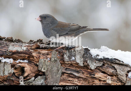 Schiefer-farbigen oder dunklen Augen Junco Hyemalis, Weiblich, Winter, im Osten der USA Stockfoto