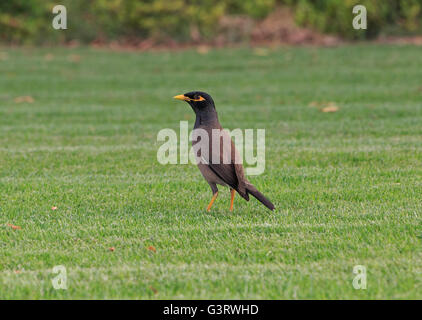 Gemeinsame Myna stehend in Grasgrün Stockfoto