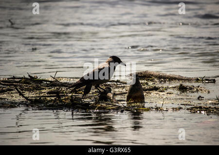 Donau, Serbien - mit Kapuze Krähe (Corvus Cornix) stehend auf schwimmenden Müll Stockfoto