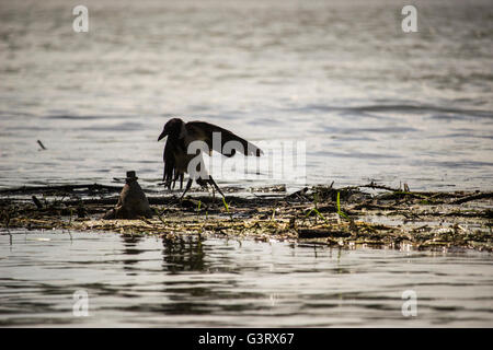 Donau, Serbien - mit Kapuze Krähe (Corvus Cornix) stehend auf schwimmenden Müll Stockfoto