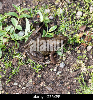 Eine gemeinsame Kröte unter Unkraut in einer Cheshire Garten Alsager England Vereinigtes Königreich UK Stockfoto