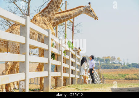 Asai junge romantische Mann und Frau mit Giraffe. Junge Liebe-Konzept. Stockfoto