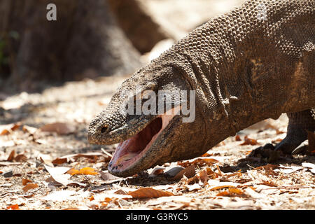 Komodo-Waran ist sabbern, die größte Echse der Welt Stockfoto