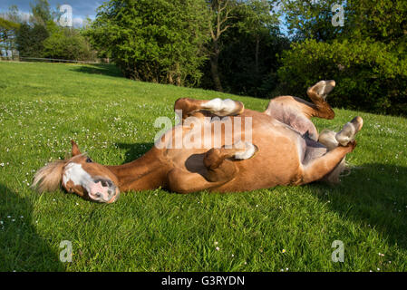 Kastanien-Pony mit einer Rolle in einer Wiese an einem Sommerabend. Stockfoto