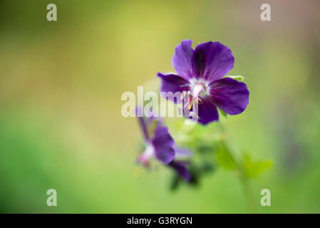 Nahaufnahme von einem Geranium Phaeum, blüht im späten Frühjahr. Weichen und unscharfen Hintergrund. Stockfoto