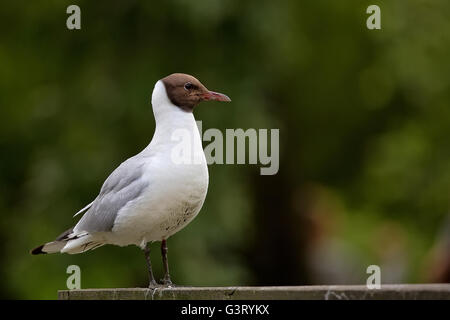Braun-vorangegangene Möve - Chroicocephalus brunnicephalus Stockfoto