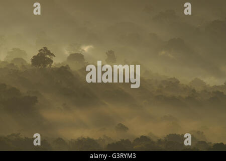 Afrikanischen Regenwald nebligen Kakamega Sonnenaufgang Stockfoto