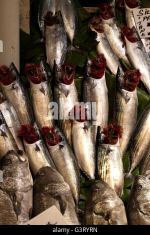 Palamut Tane Fisch in Eis auf einem Markt Istanbul Stockfoto