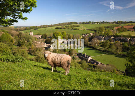 Cotswold Löwe Schafe über Dorf, Naunton, Cotswolds, Gloucestershire, England, Vereinigtes Königreich, Europa Stockfoto
