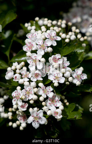 Weißdorn Blumen, Gloucestershire, England, Vereinigtes Königreich, Europa Stockfoto