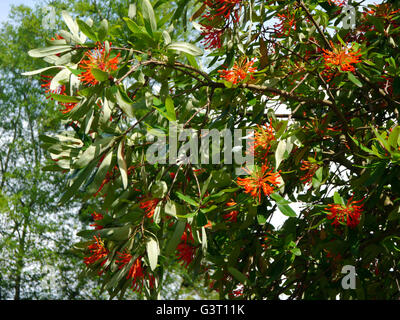 Chilenische Feuer Baum Embothrium Coccineum 'Inca Flame' im Himalaya & Skulptur Garten Park, North Yorkshire, England UK. Stockfoto