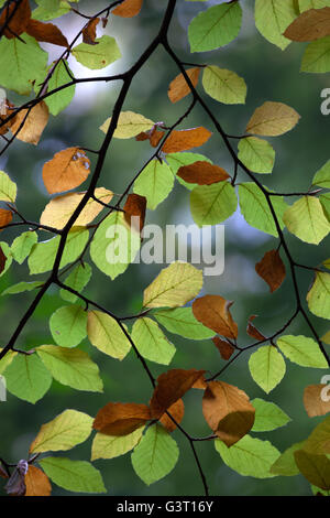 Herbstliche Buche Hintergrundbeleuchtung verlässt, in der Nähe von Winchcombe, Gloucestershire, England, Vereinigtes Königreich, Europa Stockfoto