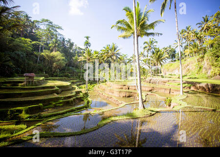 Ernten von Reisfeldern an einem heißen sonnigen Nachmittag in der Nähe von Ubud, Bali, Indonesien Stockfoto