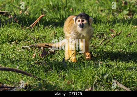 Schwarz-capped Totenkopfäffchen auf dem Boden Stockfoto