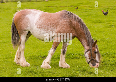 KINGUSSIE & NEWTONMORE, Schottland - Clydesdale Horse in The Highland Folk Museum. Stockfoto