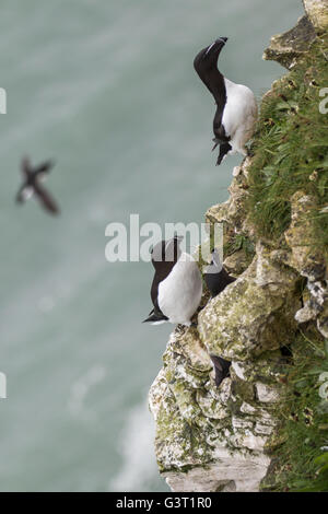 Drei Erwachsene Tordalken im Sommer Gefieder thront auf Bempton Cliffs, Meer und fliegenden Vogel im Hintergrund Stockfoto