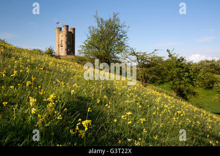 Broadway Tower inmitten Schlüsselblumen, Broadway, Cotswolds, Worcestershire, England, Vereinigtes Königreich, Europa Stockfoto