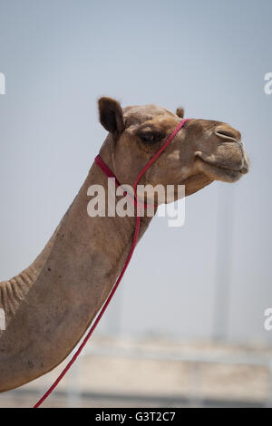 Kamel in Halfter an der Camel Rennstrecke, Al-Shahaniyya, Katar Stockfoto