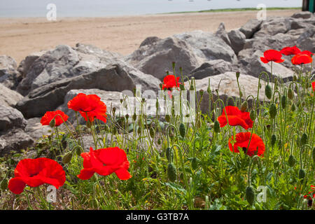 Blühende, wilde Sommermohn in New Brighton, Wallasey, Großbritannien: Juni 2016. Wetter in Großbritannien. Das warme, sonnige und wärmende Wetter lässt die selbstgesät Wild Flower im nordwestlichen Liverpooler Sommer-Badeort blühen. Mohnblumen mit ihren großen roten Blüten mit schwärzlichen Zentren sind unverwechselbare Maisfelder-Einjährige. Es gibt jedoch vier Arten in Großbritannien, die dieser Beschreibung entsprechen könnten. Gemeiner Mohn kann von den drei selteneren Arten durch seine abgerundeten, flachen und haarlosen Samenkapseln erzählt werden. In Blüte von Juni bis August. Stockfoto