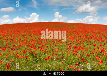 Royston, Hertfordshire, UK 15. Juni 2016. Roter Mohn Blumen blühen in einem Feld von blauen Leinsamen in der Nähe von Royston, Hertfordshire UK. Die spektakuläre und bunte Anzeige der Blumen auf den Hügeln der Kreide des Bereichs entstand vor dem Hintergrund der Cumulus-Wolken und blauer Himmel. Ein Tiefdruckgebiet über einen Großteil der UK verursacht eine Mischung aus Sonnenschein und Duschen und ähnliches Wetter wird für die nächsten Tage prognostiziert. Bildnachweis: Julian Eales/Alamy Live-Nachrichten Stockfoto