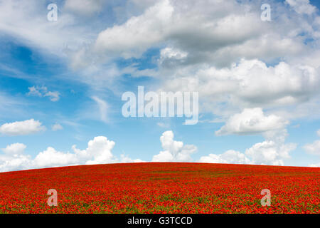 Royston, Hertfordshire, UK 15. Juni 2016. Roter Mohn Blumen blühen in einem Feld von blauen Leinsamen in der Nähe von Royston, Hertfordshire UK. Die spektakuläre und bunte Anzeige der Blumen auf den Hügeln der Kreide des Bereichs entstand vor dem Hintergrund der Cumulus-Wolken und blauer Himmel. Ein Tiefdruckgebiet über einen Großteil der UK verursacht eine Mischung aus Sonnenschein und Duschen und ähnliches Wetter wird für die nächsten Tage prognostiziert. Bildnachweis: Julian Eales/Alamy Live-Nachrichten Stockfoto