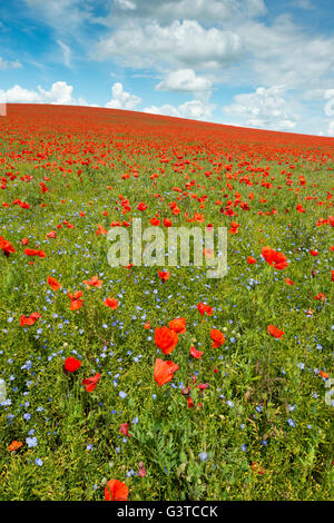 Royston, Hertfordshire, UK 15. Juni 2016. Roter Mohn Blumen blühen in einem Feld von blauen Leinsamen in der Nähe von Royston, Hertfordshire UK. Die spektakuläre und bunte Anzeige der Blumen auf den Hügeln der Kreide des Bereichs entstand vor dem Hintergrund der Cumulus-Wolken und blauer Himmel. Ein Tiefdruckgebiet über einen Großteil der UK verursacht eine Mischung aus Sonnenschein und Duschen und ähnliches Wetter wird für die nächsten Tage prognostiziert. Bildnachweis: Julian Eales/Alamy Live-Nachrichten Stockfoto