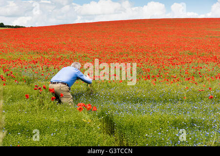 Royston, Hertfordshire, UK 15. Juni 2016. Roter Mohn Blumen blühen in einem Feld von blauen Leinsamen in der Nähe von Royston, Hertfordshire UK. Die spektakuläre und bunte Anzeige der Blumen auf den Hügeln der Kreide des Bereichs entstand vor dem Hintergrund der Cumulus-Wolken und blauer Himmel. Ein Tiefdruckgebiet über einen Großteil der UK verursacht eine Mischung aus Sonnenschein und Duschen und ähnliches Wetter wird für die nächsten Tage prognostiziert. Bildnachweis: Julian Eales/Alamy Live-Nachrichten Stockfoto