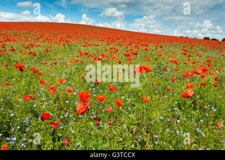 Royston, Hertfordshire, UK 15. Juni 2016. Roter Mohn Blumen blühen in einem Feld von blauen Leinsamen in der Nähe von Royston, Hertfordshire UK. Die spektakuläre und bunte Anzeige der Blumen auf den Hügeln der Kreide des Bereichs entstand vor dem Hintergrund der Cumulus-Wolken und blauer Himmel. Ein Tiefdruckgebiet über einen Großteil der UK verursacht eine Mischung aus Sonnenschein und Duschen und ähnliches Wetter wird für die nächsten Tage prognostiziert. Bildnachweis: Julian Eales/Alamy Live-Nachrichten Stockfoto