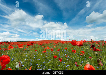 Royston, Hertfordshire, UK 15. Juni 2016. Roter Mohn Blumen blühen in einem Feld von blauen Leinsamen in der Nähe von Royston, Hertfordshire UK. Die spektakuläre und bunte Anzeige der Blumen auf den Hügeln der Kreide des Bereichs entstand vor dem Hintergrund der Cumulus-Wolken und blauer Himmel. Ein Tiefdruckgebiet über einen Großteil der UK verursacht eine Mischung aus Sonnenschein und Duschen und ähnliches Wetter wird für die nächsten Tage prognostiziert. Bildnachweis: Julian Eales/Alamy Live-Nachrichten Stockfoto