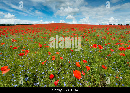 Royston, Hertfordshire, UK 15. Juni 2016. Roter Mohn Blumen blühen in einem Feld von blauen Leinsamen in der Nähe von Royston, Hertfordshire UK. Die spektakuläre und bunte Anzeige der Blumen auf den Hügeln der Kreide des Bereichs entstand vor dem Hintergrund der Cumulus-Wolken und blauer Himmel. Ein Tiefdruckgebiet über einen Großteil der UK verursacht eine Mischung aus Sonnenschein und Duschen und ähnliches Wetter wird für die nächsten Tage prognostiziert. Bildnachweis: Julian Eales/Alamy Live-Nachrichten Stockfoto