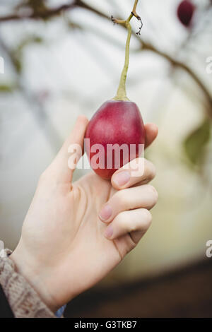 Nahaufnahme der Hände Kommissionierung Pflaume Stockfoto