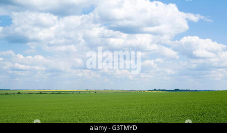 Agrarlandschaft in Podolien Region der Ukraine Stockfoto