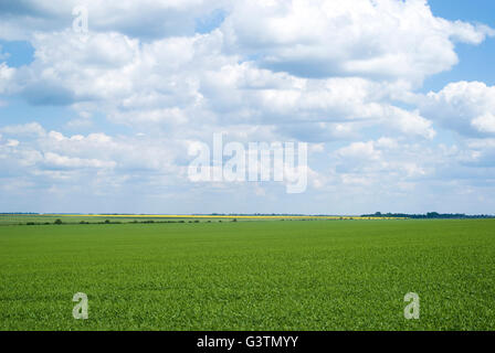 Agrarlandschaft in Podolien Region der Ukraine Stockfoto