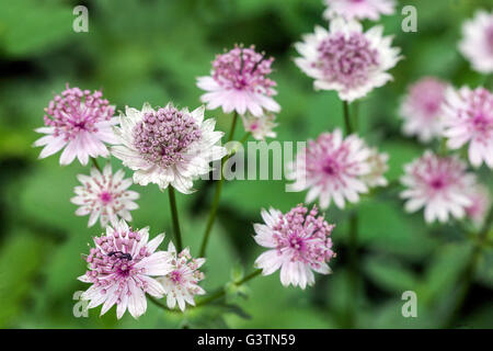 Sterndolde, Astrantia major "Georges Form" Stockfoto