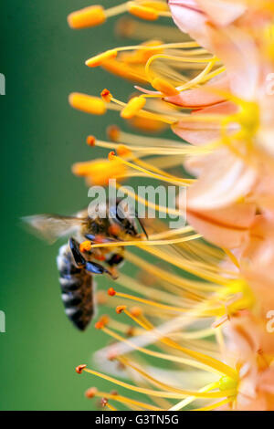 Honig Biene auf Blume Eremurus Unterarten Isabellinus Cleopatra Foxtail Lily, Wüste, Kerze, dekorative Pflanze Stockfoto