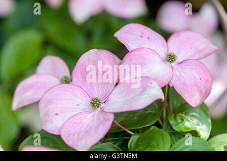 Die cornus Kousa atomi', Hartriegel Stockfoto