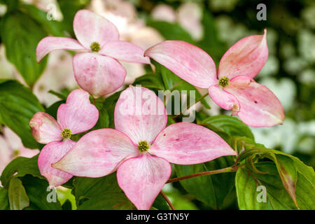 Hartriegel, Cornus Kousa atomi', rosa Blütenblätter Stockfoto