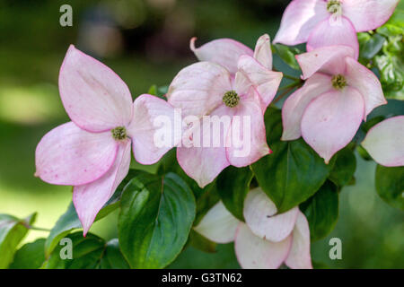 Hartriegel, Cornus Kousa atomi', rosa Blütenblätter Stockfoto