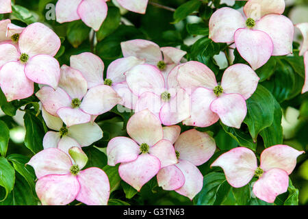 Hartriegel, Cornus Kousa atomi', rosa Blütenblätter Stockfoto