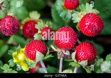 Potentilla Indica früher Duchesnea Indica, Gurbir, indische Erdbeere "oder" False Erdbeere Stockfoto