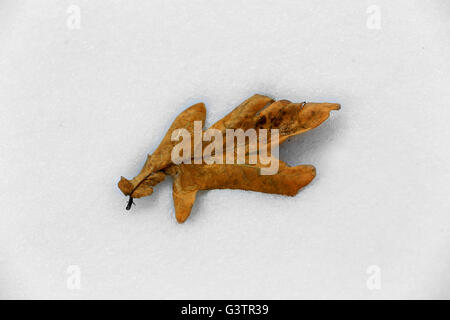 Herbst-Eiche ist Blatt auf Schneeoberfläche Stockfoto