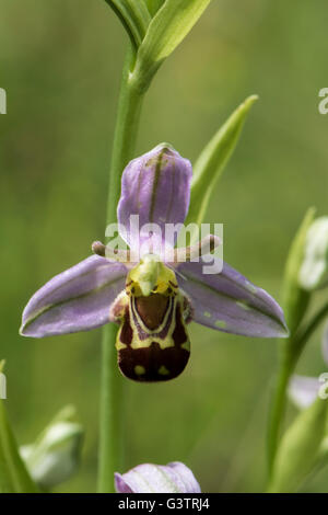 Ophrys Apifera, Biene Orchidee wachsen auf Kreide Downland, Surrey, UK. Mai. Stockfoto