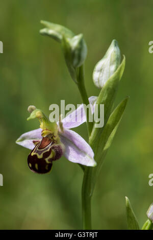 Ophrys Apifera, Biene Orchidee wachsen auf Kreide Downland, Surrey, UK. Mai. Stockfoto