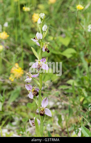 Ophrys Apifera, Biene Orchidee wachsen auf Kreide Downland, Surrey, UK. Mai. Stockfoto