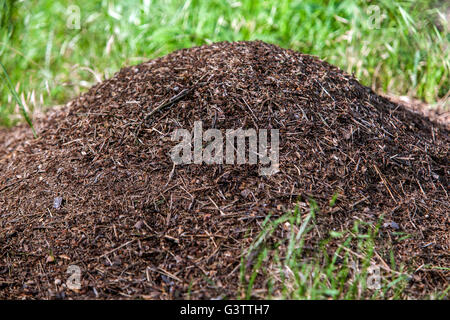 Ameisennest, Formica rufa, Antholzerwald, Ameisenhügel, Ameisennest, Tschechische Republik Stockfoto