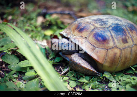 Schildkröte Stockfoto